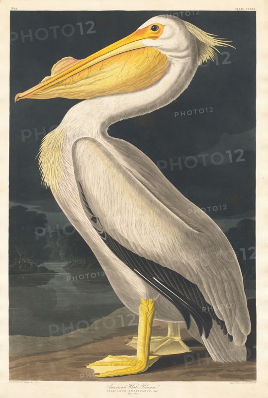 American White Pelican, 1836.