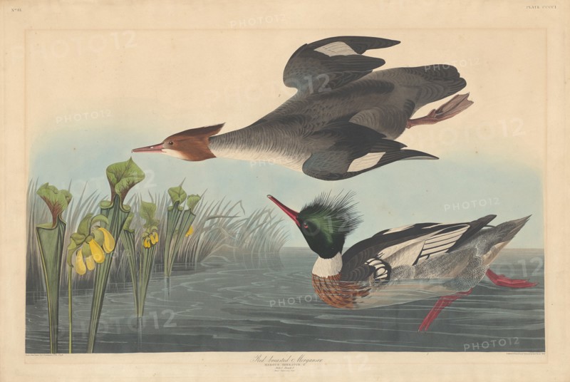 Red-breasted Merganser, 1838.