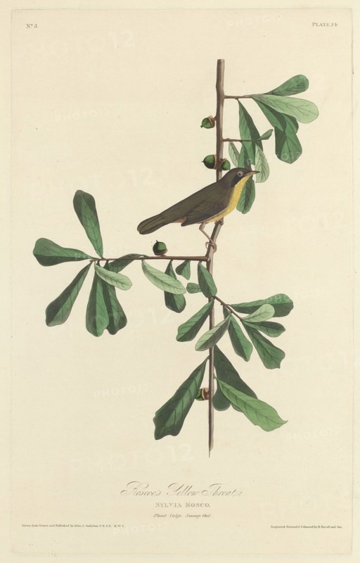 Roscoe's Yellow Throat, 1827.