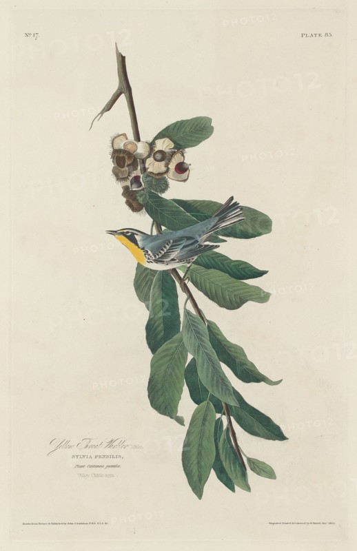 Yellow-throated Warbler, 1830.