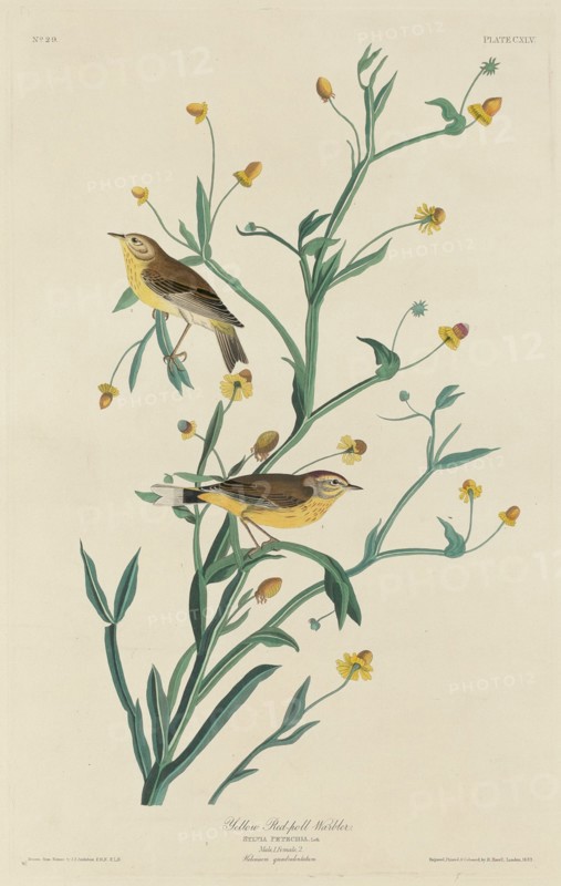 Yellow Red-Poll Warbler, 1832.