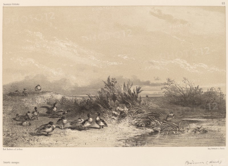 Canards Sauvages. [Wild Ducks].