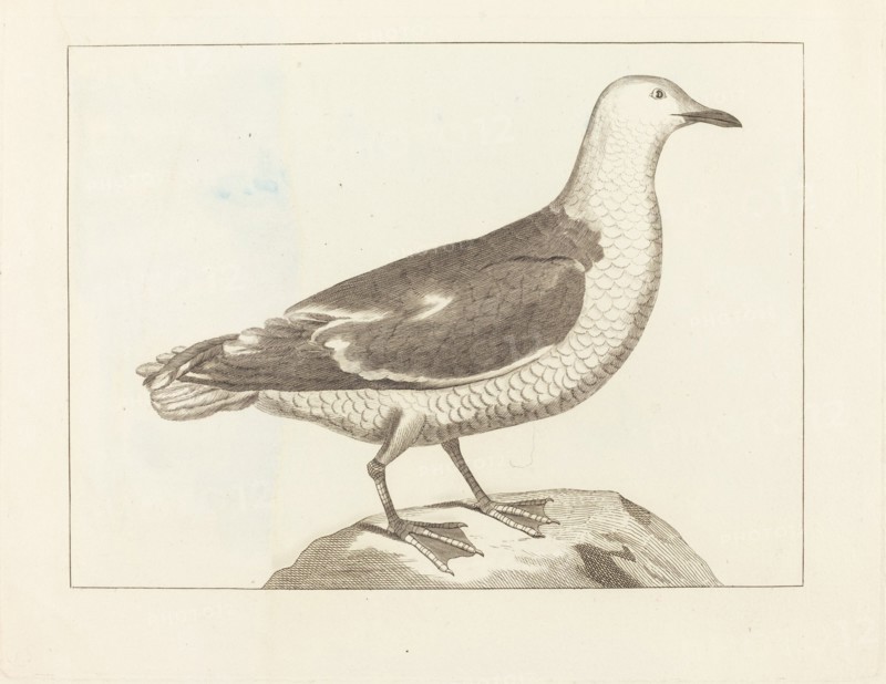 Water Fowl, early 19th century.