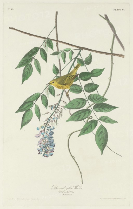 Blue-eyed Yellow Warbler, 1830.