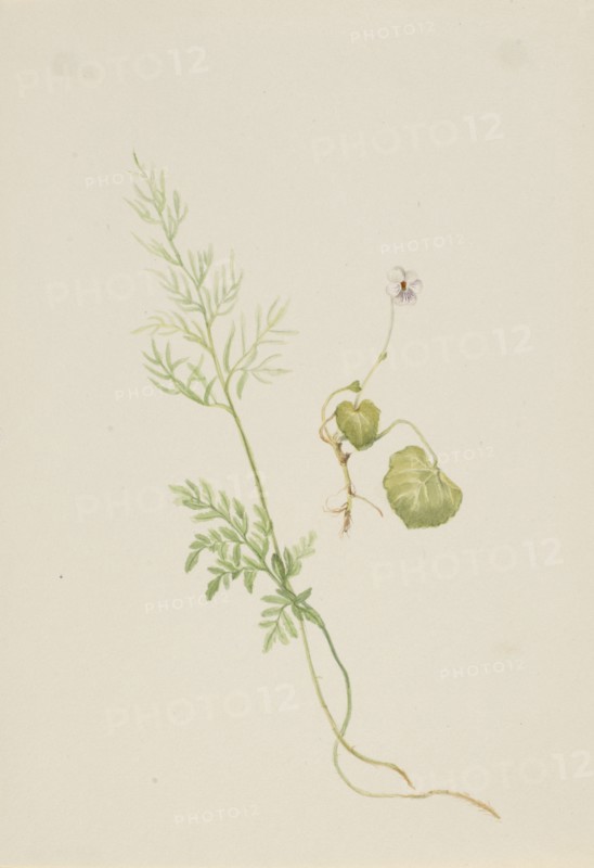 Viola palustris, ca. 1917-1918.
