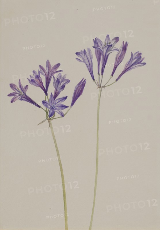 Grass Nut (Brodiaea laxa), 1933.