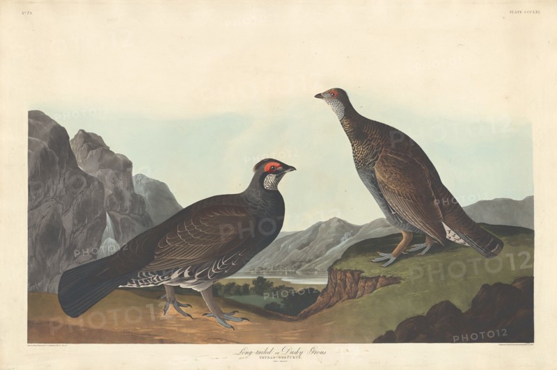 Long-tailed or Dusky Grous, 1837.