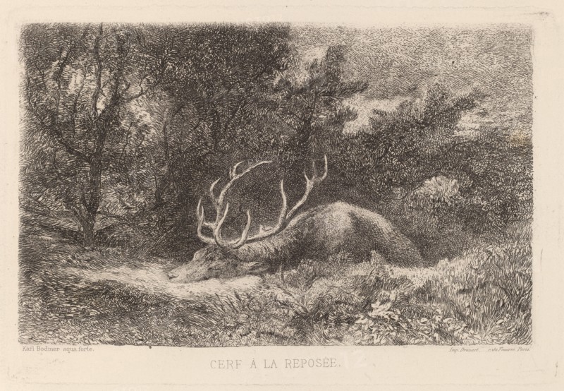 Cerf a la Reposee. [Resting stag].