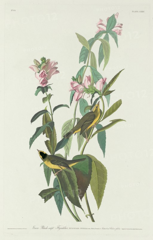 Green Black-Capt Flycatcher, 1831.