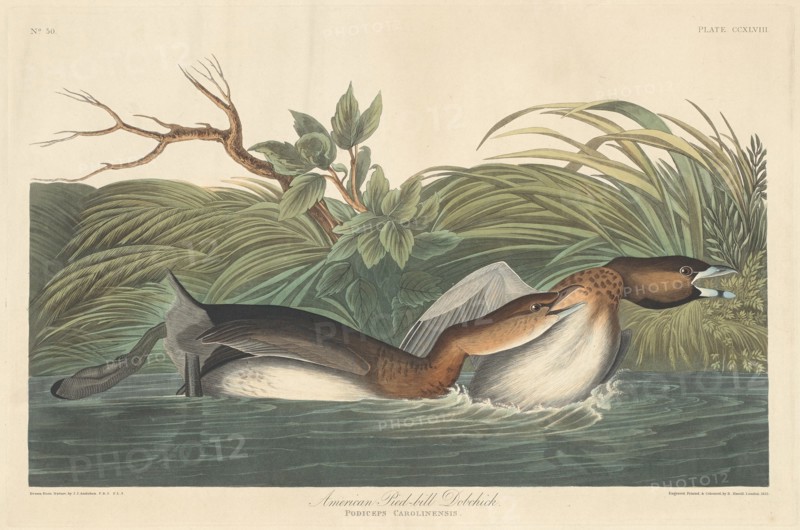 American Pied-Bill Dobchick, 1835.