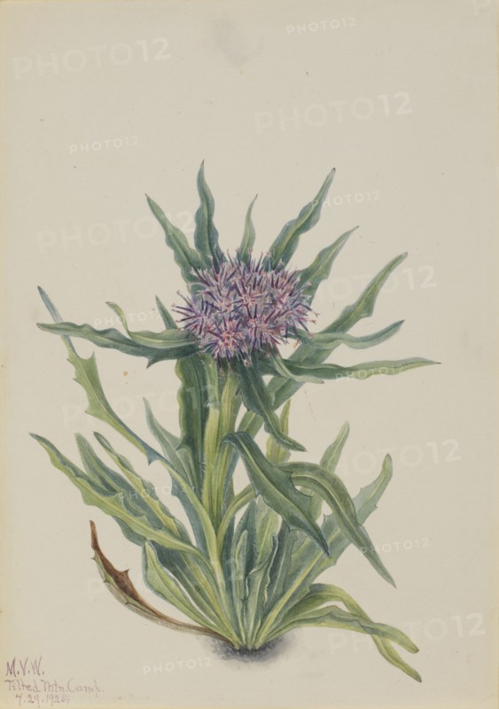 Saussurea (Saussurea densa), 1925.