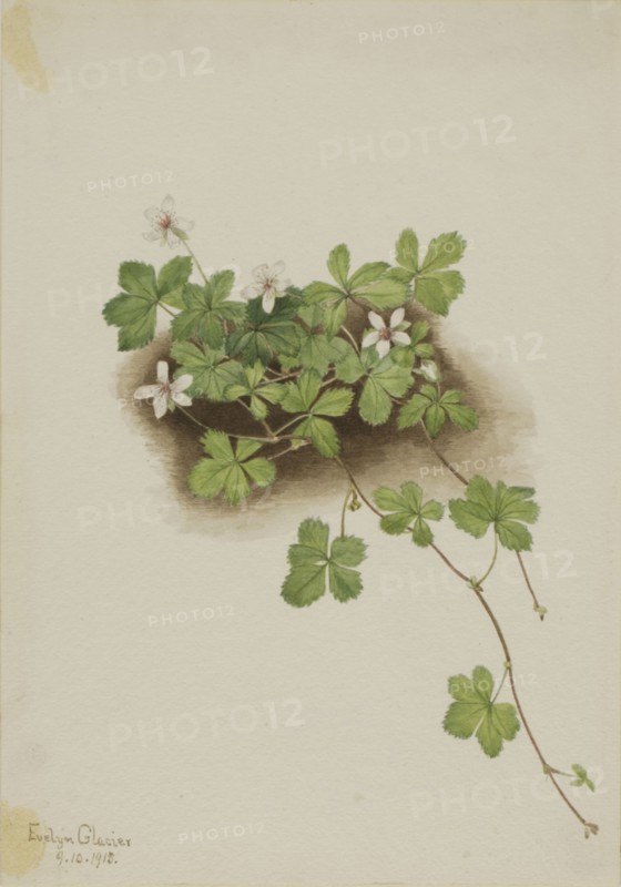 Red Dewberry (Rubus pedatus), 1918.