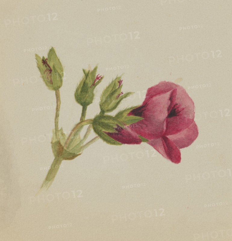 (Untitled--Flower Study), ca. 1876.