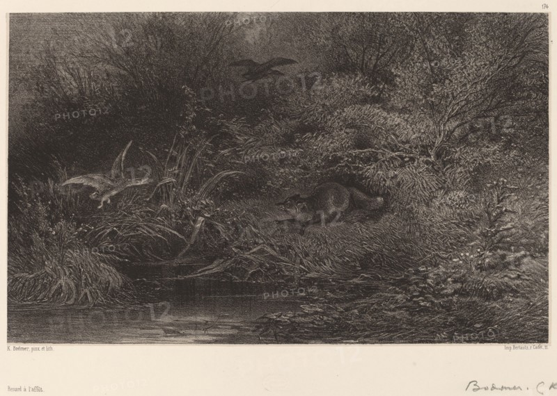 Renard à l'affût. [Fox lying in wait].