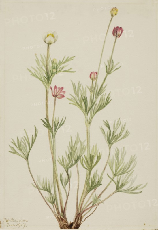 Globe Anemone (Anemone globosa), 1917.