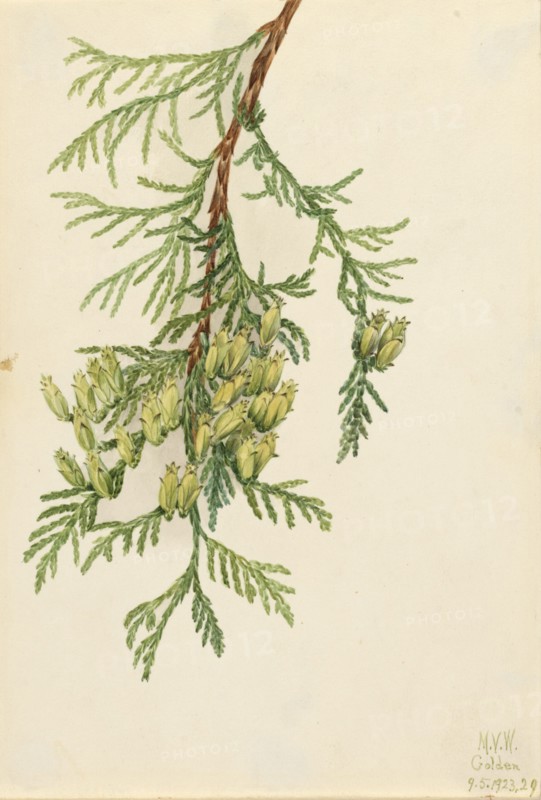 Giant Arborvitae (Thuja plicata), 1923.