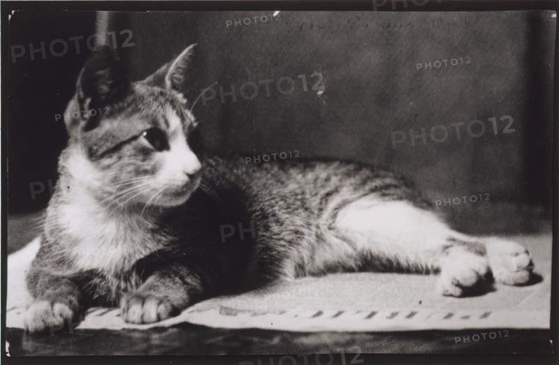 Mrs. Thomas Eakins's Cat, c. 1880-1890.