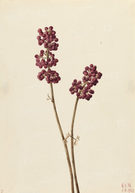 Beauty Berry (Callicarpa americana), 1923.