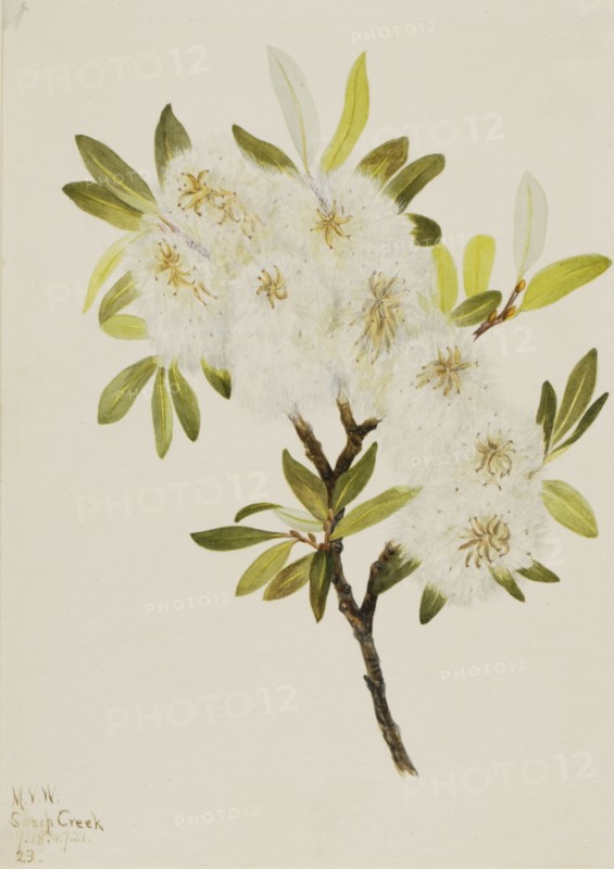 Drummond Willow (Salix drummondiana), 1921.