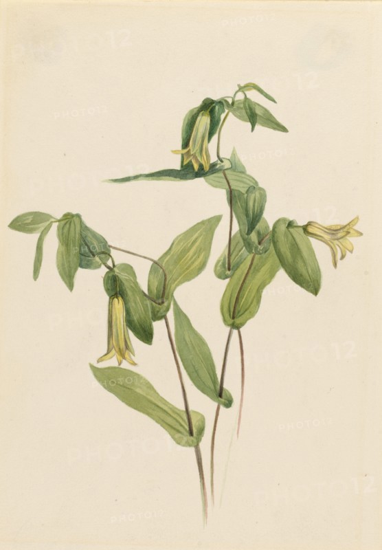 Wood Merrybells (Uvularia perfoliata), n.d.