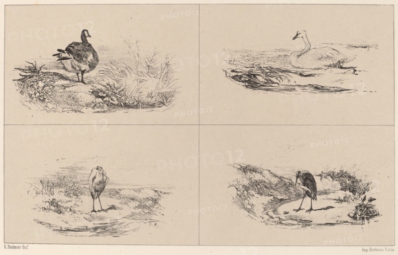 Oies, Cygnes, herons. [Goose, swan, herons].