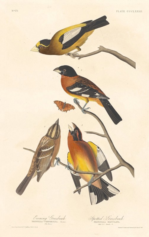 Evening Grosbeak and Spotted Grosbeak, 1837.