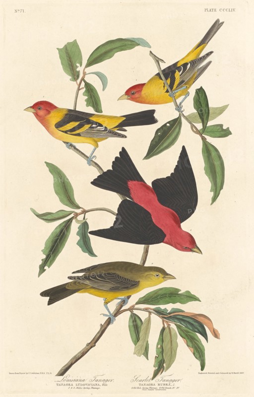 Louisiana Tanager and Scarlet Tanager, 1837.