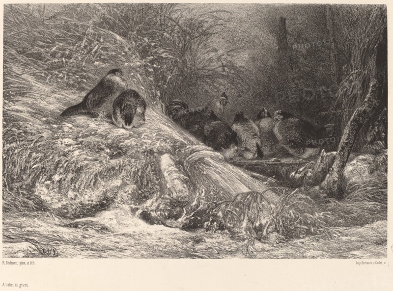 A l'abri du givre. [Sheltering from the frost].