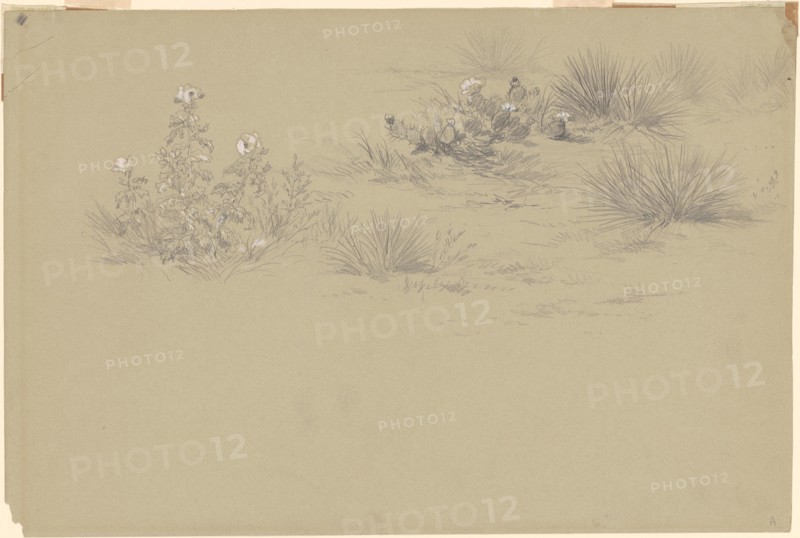 Flowering Bush and Desert Plants, 19th century.