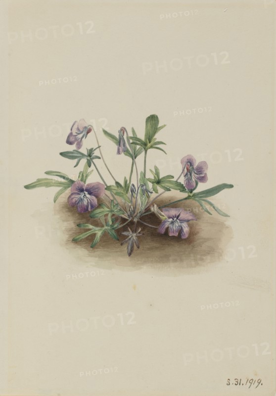 Southern Coast Violet (Viola septemloba), 1919.