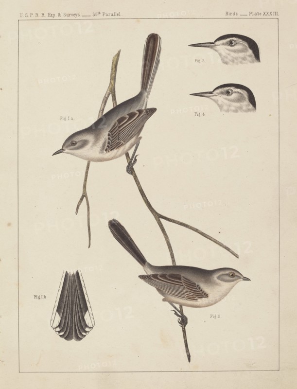 Birds - U.S.P.R.R. Exp. & Surveys, 35th Parallel.