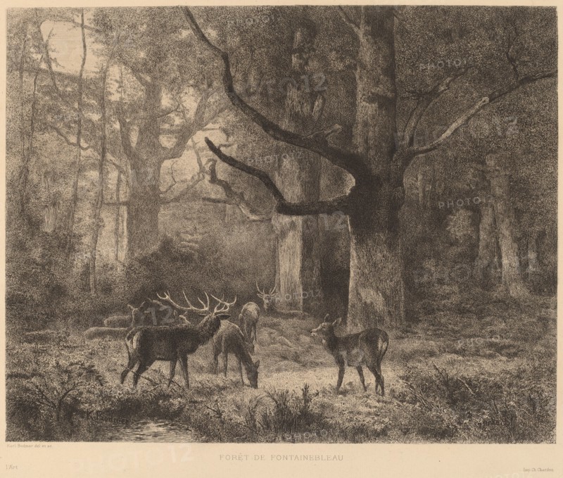 Forêt de Fontainebleau. [Forest of Fontainebleau].