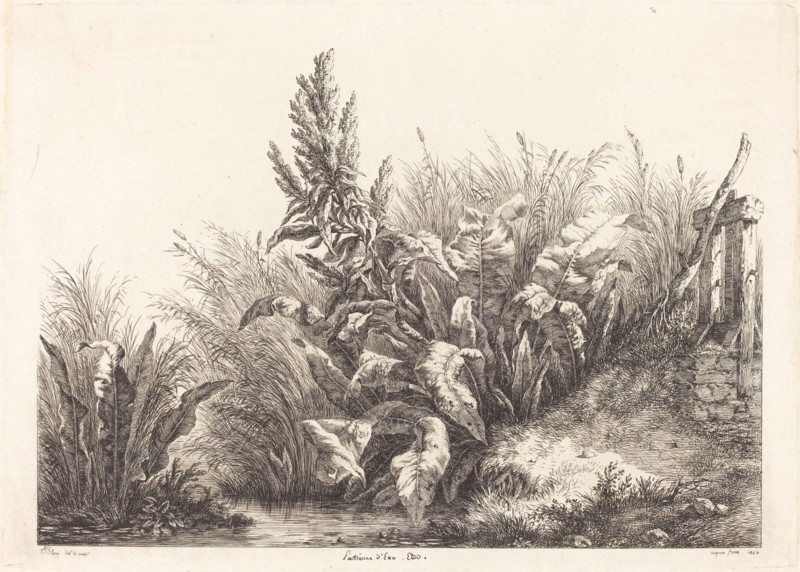 Patience d'eau, étude (Study of a Patience-Dock), 1840.