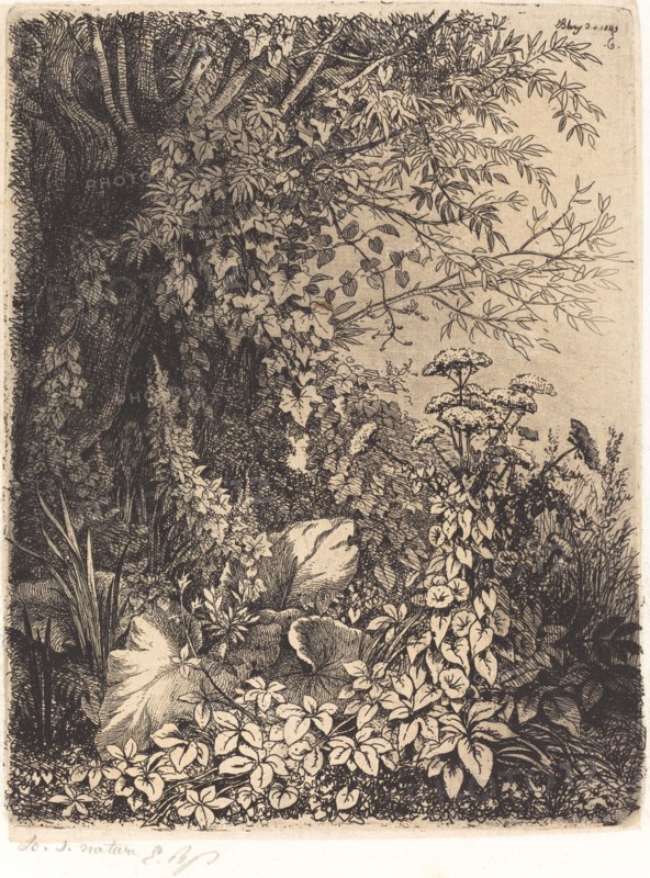 La bardane au saule (Burdock with Willow), published 1849.