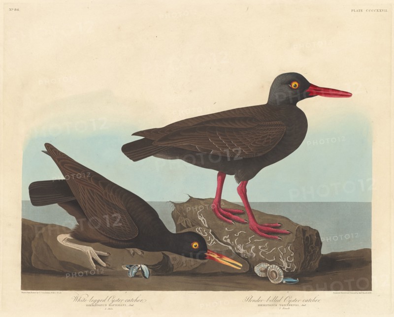 White-Legged Oyster-Catcher and Slender-Billed Oyster-Catcher, 1838.