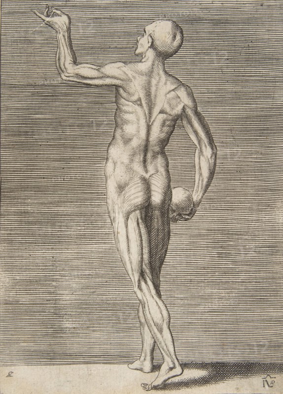 Man seen from the Back, holding a Skull in his right Hand, 16th century.