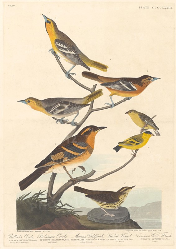 Bullock's Oriole, Baltimore Oriole, Mexican Goldfinch and Varied Thrush, 1838.