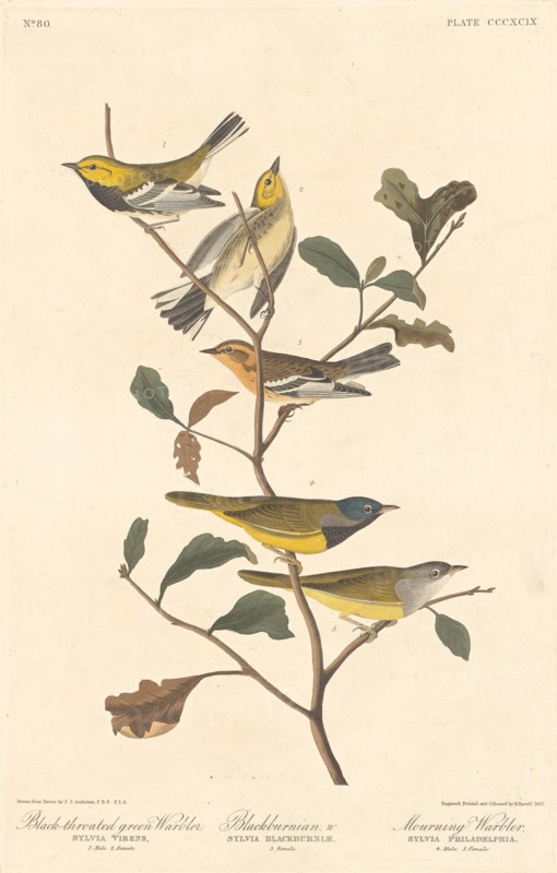 Black-throated Green Warbler, Blackburnian Warbler and Mourning Warbler, 1837.