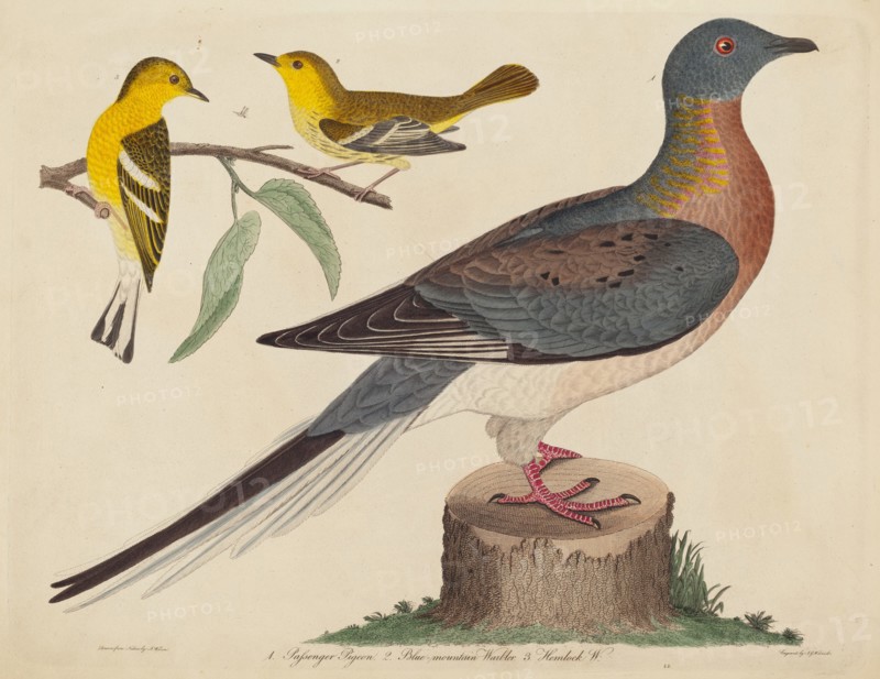 Passenger Pigeon, Blue-mountain Warbler, and Hemlock Warbler, published 1808-1814.
