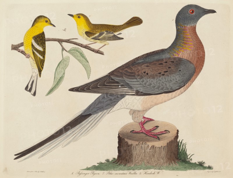 Passenger Pigeon, Blue-mountain Warbler, and Hemlock Warbler, published 1808-1814.