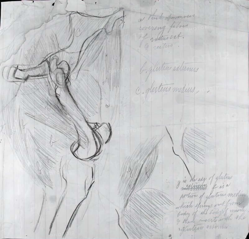 Anatomical Drawing, c. 1878. Creator: Thomas Eakins.