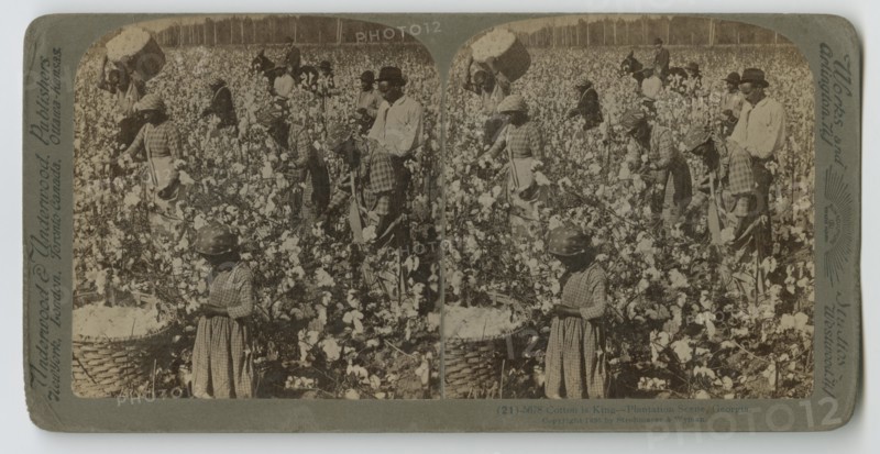 Cotton is King - Plantation Scene, Georgia, 1895. Creator: Strohmeyer & Wyman.