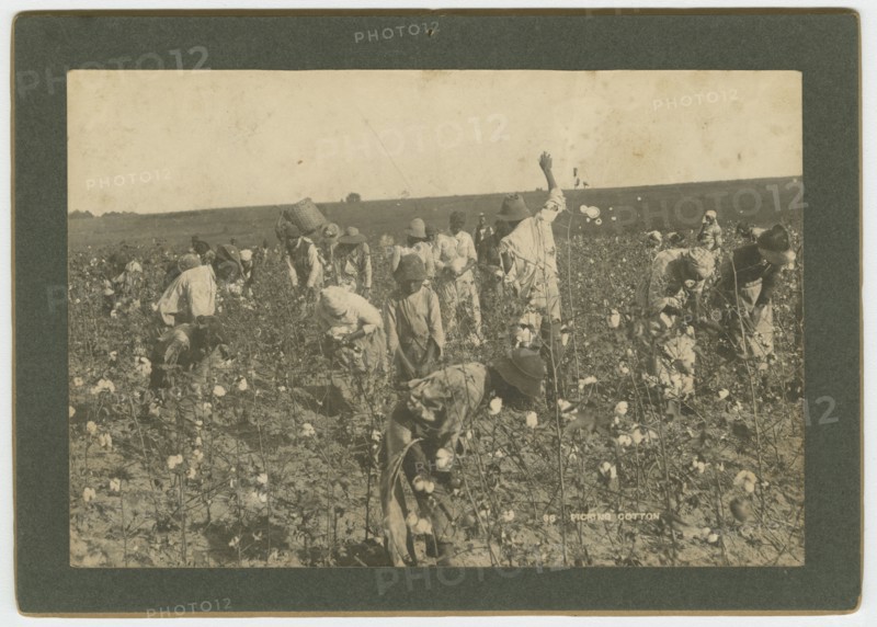 No. 86, Picking Cotton, ca. 1895. Creator: A. W. Möller.