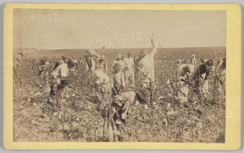 No. 19, Cotton Picking, ca. 1895. Creator: A. W. Möller.