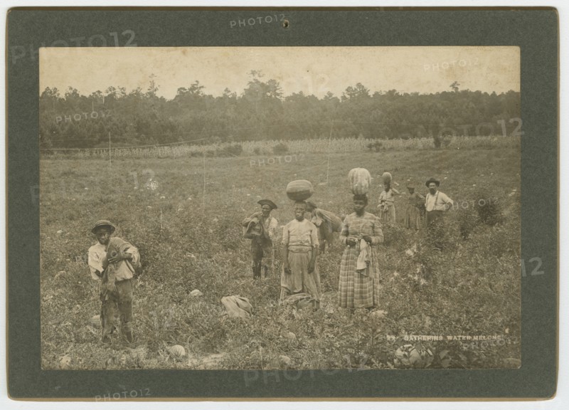 Gathering Watermelons, ca. 1895. Creator: A. W. Möller.
