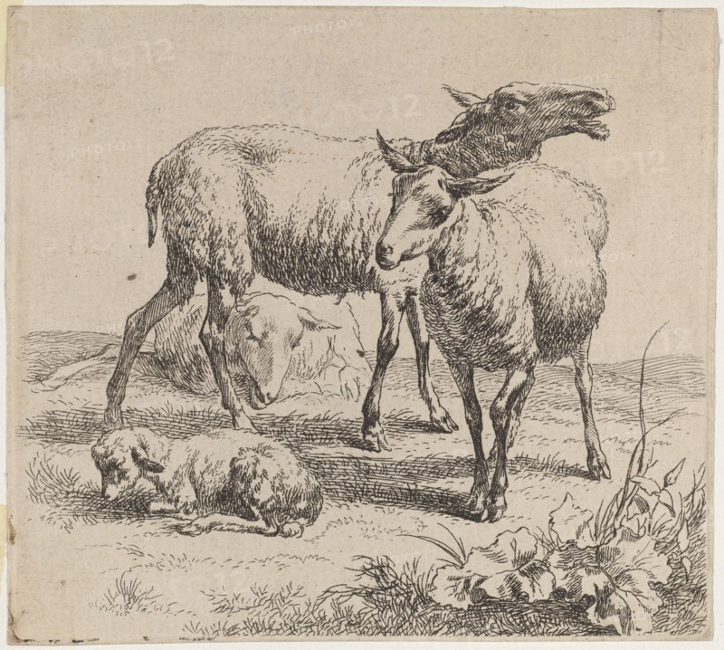Three Sheep and a Lamb. Creator: Nicolaes Berchem.