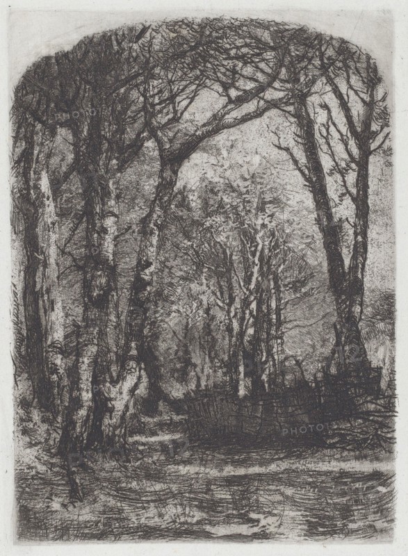 Woods [Bosco], c.1895. Creator: Mose, Bianchi.