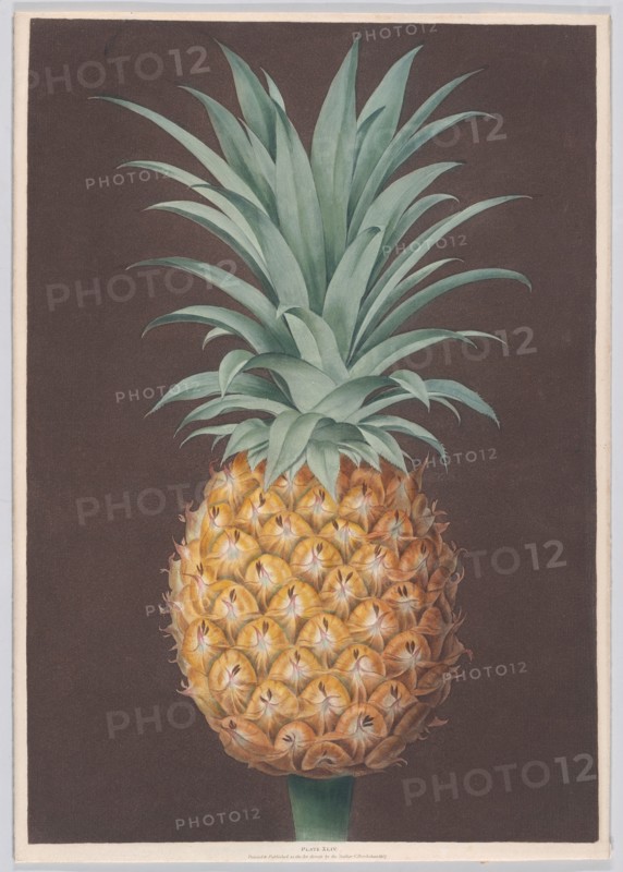 The Smooth Leaved Green Antigua Pine, 1807. Creator: Henri Merke.