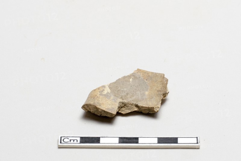 Oracle bone, inscribed, Shang dynasty, ca. 1600 - ca. 1050 BCE. Creator: Unknown.