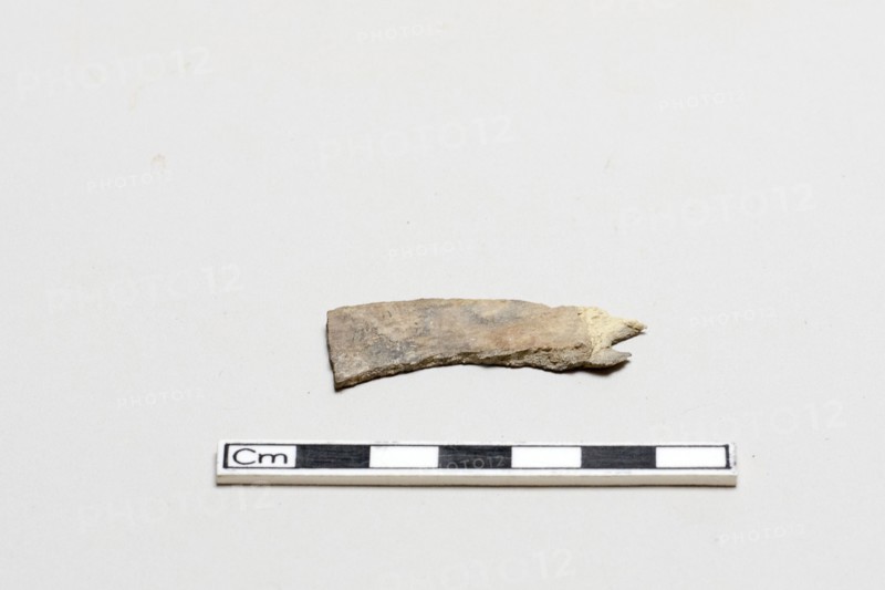 Oracle bone, inscribed, Shang dynasty, ca. 1600 - ca. 1050 BCE. Creator: Unknown.